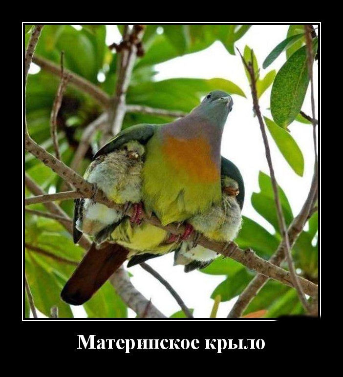 Podborka luchshikh demotivatorov 510 053